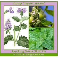 Herb - Catnip - Nepeta - Organic